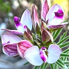 Image result for Polygala gazensis