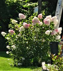 Image result for hydrangea paniculata vanille fraise