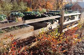 When planning a new garden, keep in mind that vegetable crops must have at least 8 hours of direct sun each day and Fall Vegetable Garden Success Best Plants And Tips Joe Gardener