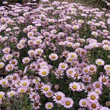 Image result for Erigeron steudelii