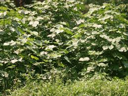 Image result for Broussonetia papyrifera