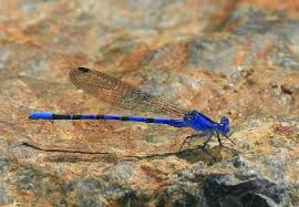 Black And Blue Dragonfly Azure As The Sun Shines 10 Amazing Blue Animals Webecoist Animals Blue Dragonfly Damselfly