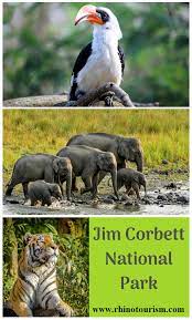 Wildlife Package Jim Corbett Uttarakhand Jim Corbett National Park Jim Corbett National Parks