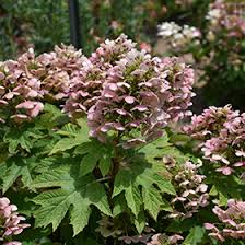 Image result for Hydrangea quercifolia