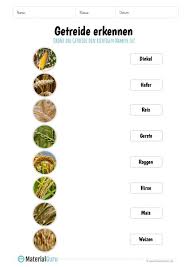 Getreide Kostenloses Unterrichtsmaterial Getreide Getreide Grundschule Getreide Rezepte