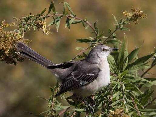 Northern Mockingbird — Wheeler Wildlife Refuge Association