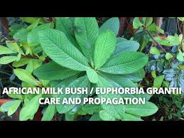 Image result for Euphorbia grantii