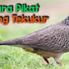 Contact terkukur kelantan on messenger. Https Encrypted Tbn0 Gstatic Com Images Q Tbn And9gctd5y Tdfs4xeunwf4ar2xf0h Xp2gyz4d3xpt Eewmdu1bdbut Usqp Cau