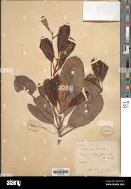 Image result for Synsepalum cerasiferum