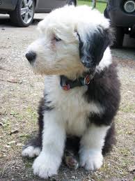 Old English Sheepdog 2 Months Old O Old English Sheepdog English Sheepdog Sheepdog