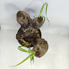 Image result for Xerophyta trichophylla