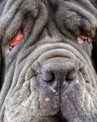 Si la beauté est bien sûr subjective et qu'aucun chien n'est réellement « laid », force est de reconnaître que certaines races de chiens, de par leur apparence, prêtent plus à sourire que d'autres. Animaux Decouvrez Les Chiens Les Plus Laids Du Monde
