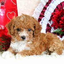 We hope you find our information page helpful when deciding to adopt a puppy from us before you fill out an application. Rosanne Greenfield Puppies Havapoo Puppies Puppies Teacup Poodles For Sale