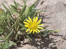 Image result for Hirpicium