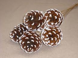 Christmas Crafts Snowy Pinecones Roll The Edges In White Paint Christmas Crafts Diy Crafts Lights Pine Cones