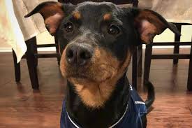 Maybe you would like to learn more about one of these? Dachshund Rottweiler Mix Dachsweiler Rare Alluring Crossbreed