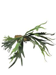 Image result for parožnatka Platycerium