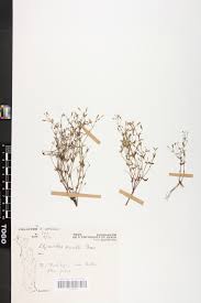 Image result for Linderniella gracilis