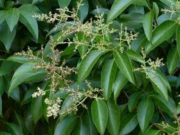 Image result for Ligustrum lucidum