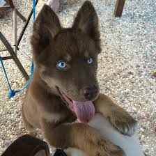 Blue Eyes Black And Brown Husky Husky Puppy With Blue And Brown Eyes Cute Baby Animals Cute Animals Baby Animals