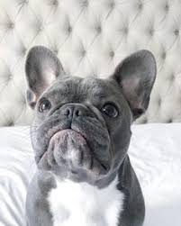 Black And Tan Frenchie Cost B E L L A On Insta Bulldog Puppies French Bulldog Puppies French Bulldog Blue