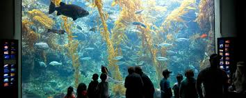 Birch Aquarium At Scripps Unveils Live Hd Web Cam Of Its Two Story Kelp Forest Scripps Institution Of Oceanography