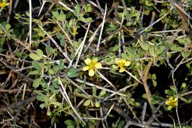 Image result for Zygophyllaceae