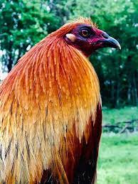 Pin En Gamefowl