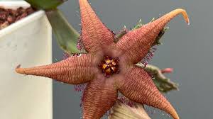 Image result for Hibiscus schinzii