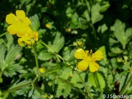 Image result for Ranunculaceae