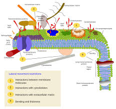 Which pump is present in lysosomal membrane? The Cell More Information Membrane Models Atlas Of Plant And Animal Histology