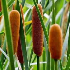 Image result for Typha