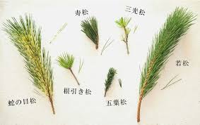 切花図鑑 お正月に花屋さんで買える松 いくつ種類わかりますか 切花情報サイト ハナラボノート