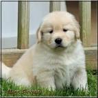 Golden Retriever Puppies For Sale | Greenfield Puppies