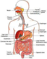Organs Of The Digestive Tract Human Body Organs Human Digestive System Human Body Systems