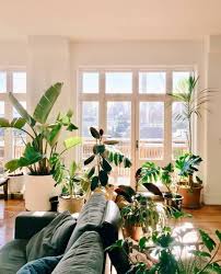 16 K Gilla Markeringar 93 Kommentarer Urban Jungle Bloggers Urbanjungleblog Pa Instagram Sunday View From Ron S Couch In Green Interiors Plants Decor
