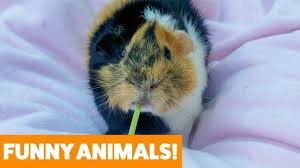 Download Social Video Instantly Funny Animal Videos Funny Videos For Kids Funny Animals