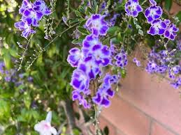 Image result for Duranta erecta