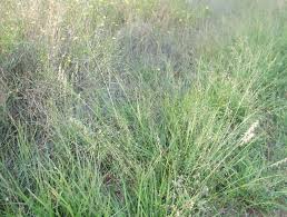 Image result for Eragrostis plana