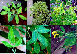 Mosaic virus is so named because plants affected by it take on the characteristic coloration of leaves, stems or fruit. Molecular Characterization Of Emaraviruses Associated With Pigeonpea Sterility Mosaic Disease Scientific Reports