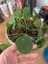 Order money plant indoor to gift money plants bring money, luck, and prosperity at home. Chinese Money Plant Is Drooping And Has These White Spots Any Advice We Keep It Outside Of Sun But In A Bright Spot I Water It Once A Week And It Hasn T