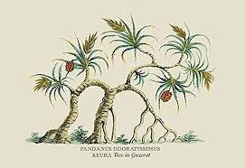 Image result for Pandanus odoratissimus