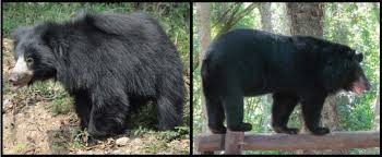 Everyone loves long hair chihuahua teddy bears, featuring thousands of cute designs for expressing what's in your heart. Sloth Bear Or Moon Bear Can You Spot The Difference Wildlife Sos