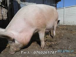 Deservim judetele olt si teleorman. Porc Carne