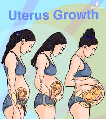 Image result for uterus