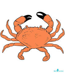 The have really cool exoskeletons and super big pinchers. How To Draw A Crab 10 Easy Steps To Draw