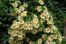 Image result for Pereskia