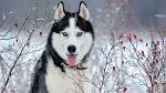 21 Radiant Russian Dog Breeds (ALL RUSSIAN DOGS)
