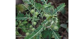Image result for Phyllanthus amarus