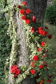 Identification help for trees with red flowers all images are from field guide: Climbing Roses On A Tree Why Haven T I Thought Of This Climbing Roses Beautiful Flowers Beautiful Roses